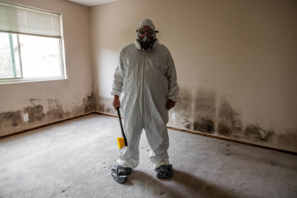 Best White Mold Remediation in Carrollton, MO