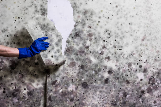 Best Industrial Mold Remediation in Carrollton, MO